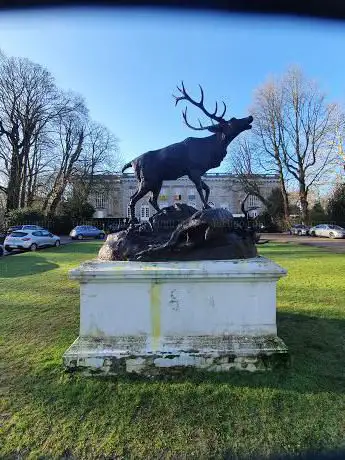 groupe de cerfs