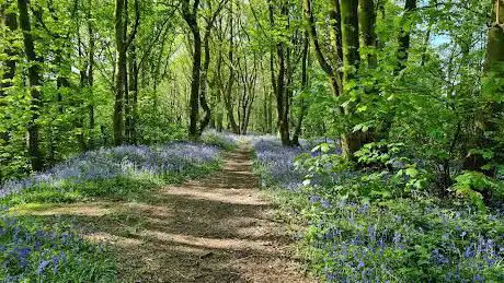 The Butts Bluebell Wood