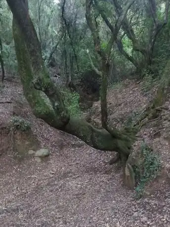 Font de l'avellaner