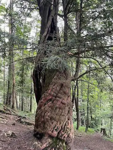 If millénaire de Crémines - Plus vieil arbre de Suisse (1'500 ans)