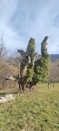 Vieux châtaignier