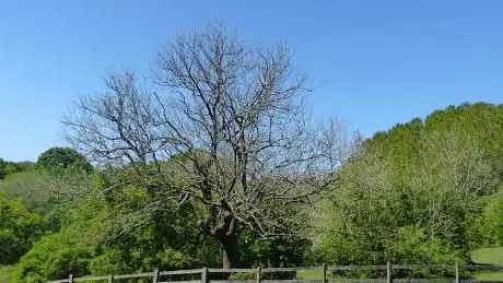 Oakenshaw Woods