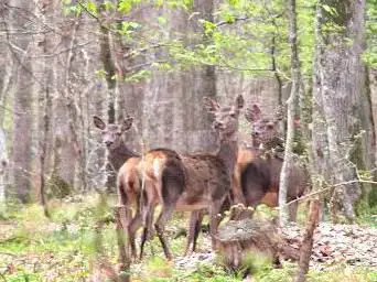 Forêt des Bertranges