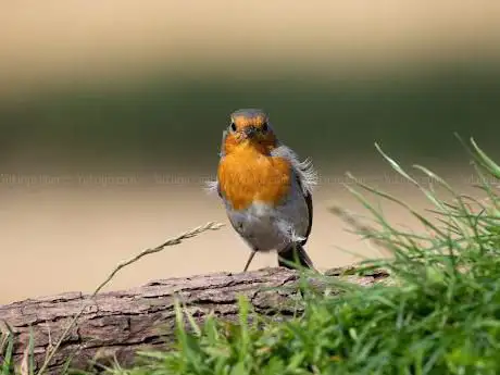 Brine Pit Wildlife Photography