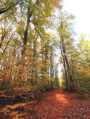 Sentier nature et forêt Beetebuerger Bësch