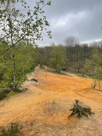 Les sapins brulés