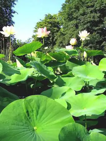 Garden of the botanical school