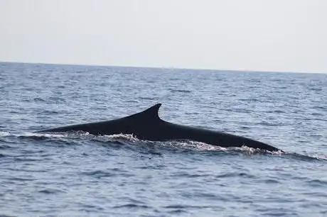 Swim with Dolphins in France - ANNETT (Sarl DTO)