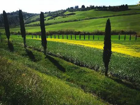 Ghizzano colline