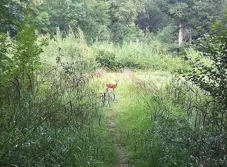 Bois Notre Dame forêt domaniale 2 200 hectares