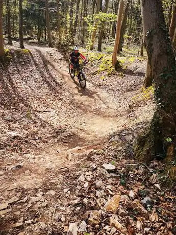 Leigh Woods Mtb Jumps