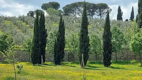 Parco degli ulivi