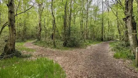 Foxley Wood