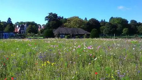 Wildflower Meadow  Preston Park