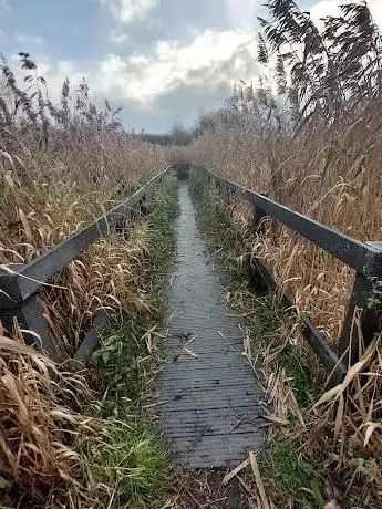 Reed Beds