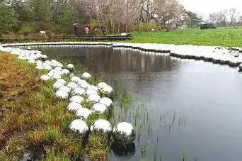 Native Plant Garden, NYBG