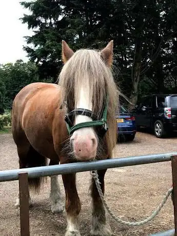 Holistic Horse & Pony Centre