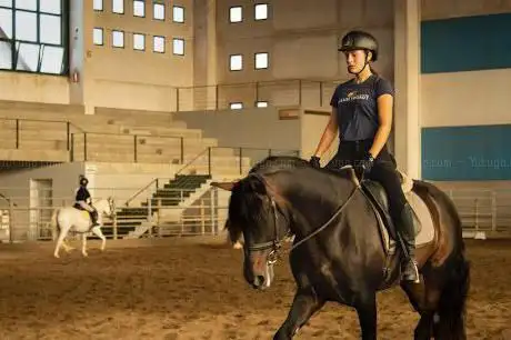 SCUOLA ITALIANA DI EQUITAZIONE CLASSICA ASD