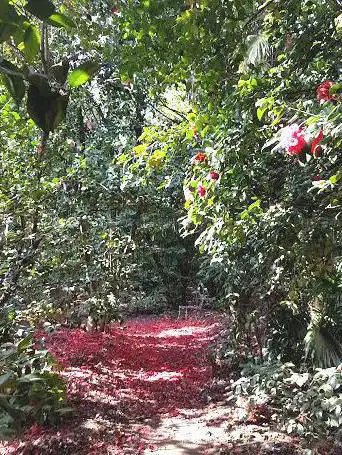 Les Camellias de la Prairie