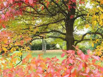 National Trust - Emmetts Garden