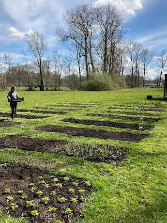 Bloemenweide Ammi