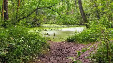 Cawood Common  Bishop Wood