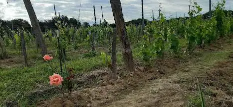 Borne - La négrette - Sentier découverte domaine La Valette