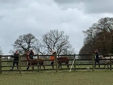 Hassall Alpacas Cheshire