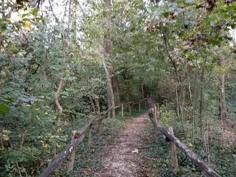 Bosco di Alvisopoli - Oasi WWF