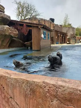 Spectacle otaries