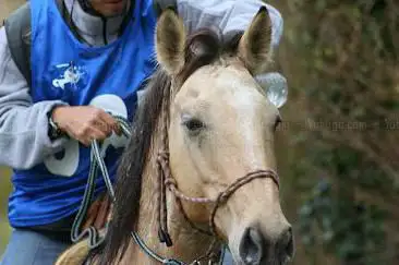 Centre Equestre Les Ecuries des Couleurs