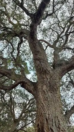 CamÃ­ de les Alzines de Vila-seca