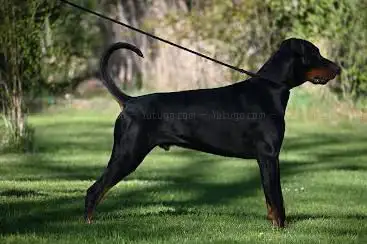 Les Dobermans de la Babiole