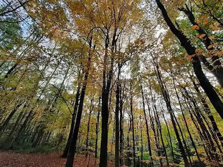 Gillfield Wood