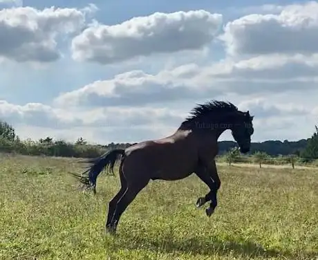 Les Chevaux de Garnes