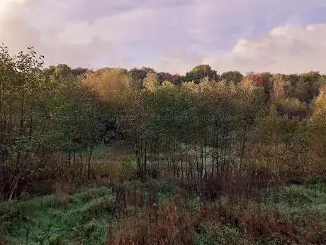 Maidenbower Pond