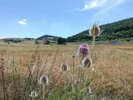 Selva di Cupigliolo