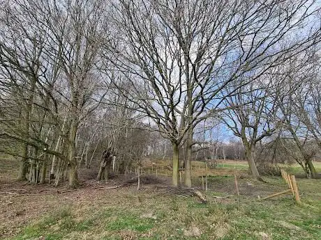 Weald Langton's Wood