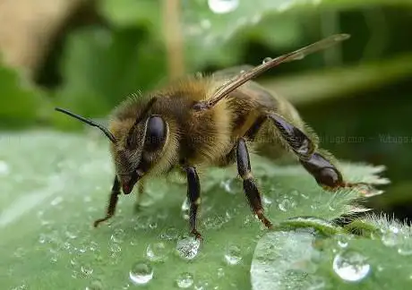 Beecroft honey