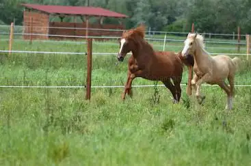 Centre equestre de Shamence