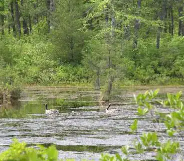 Réserve nationale des Pinelands du New Jersey