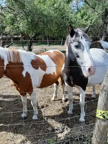 Les Poneys de Kathy