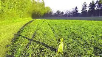 Sentier nature et forêt AARNESCHT