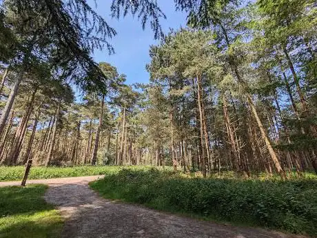 Thetford Forest