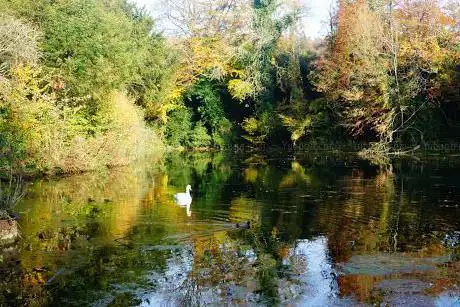 Shere Woodlands