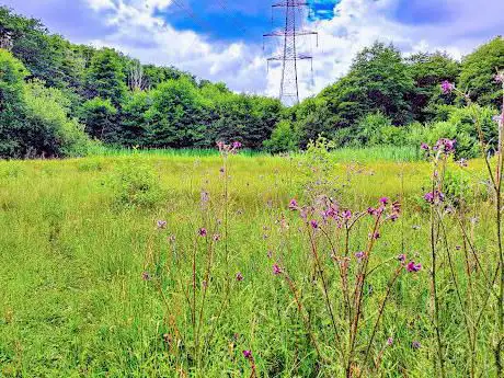 Lolly Moor