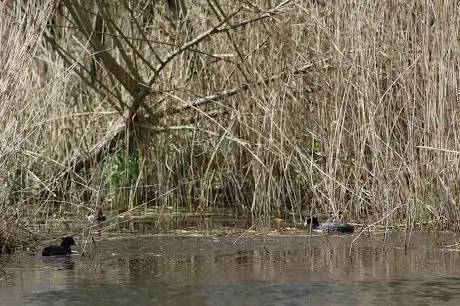 Rye Meads Nature Reserve