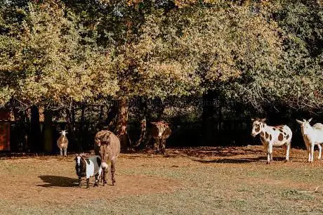 SOS Animaux de la Ferme Pédagogique