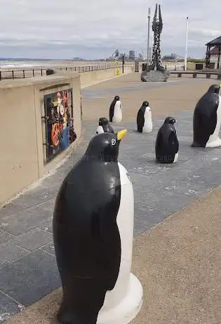 Penguin Colony