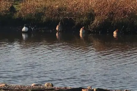 Marshside RSPB reserve